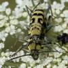 Chlorophorus varius